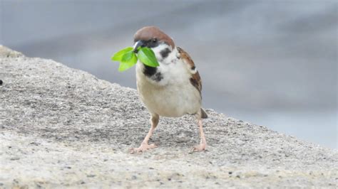 麻雀 築巢